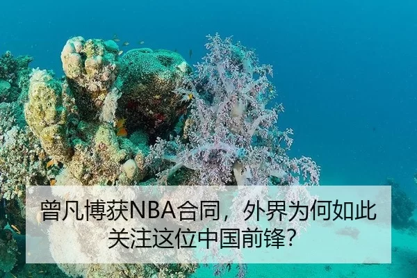 曾凡博获NBA合同，外界为何如此关注这位中国前锋？